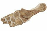 Fossil Plesiosaur Paddle & Coracoid - Asfla, Morocco #199983-1
